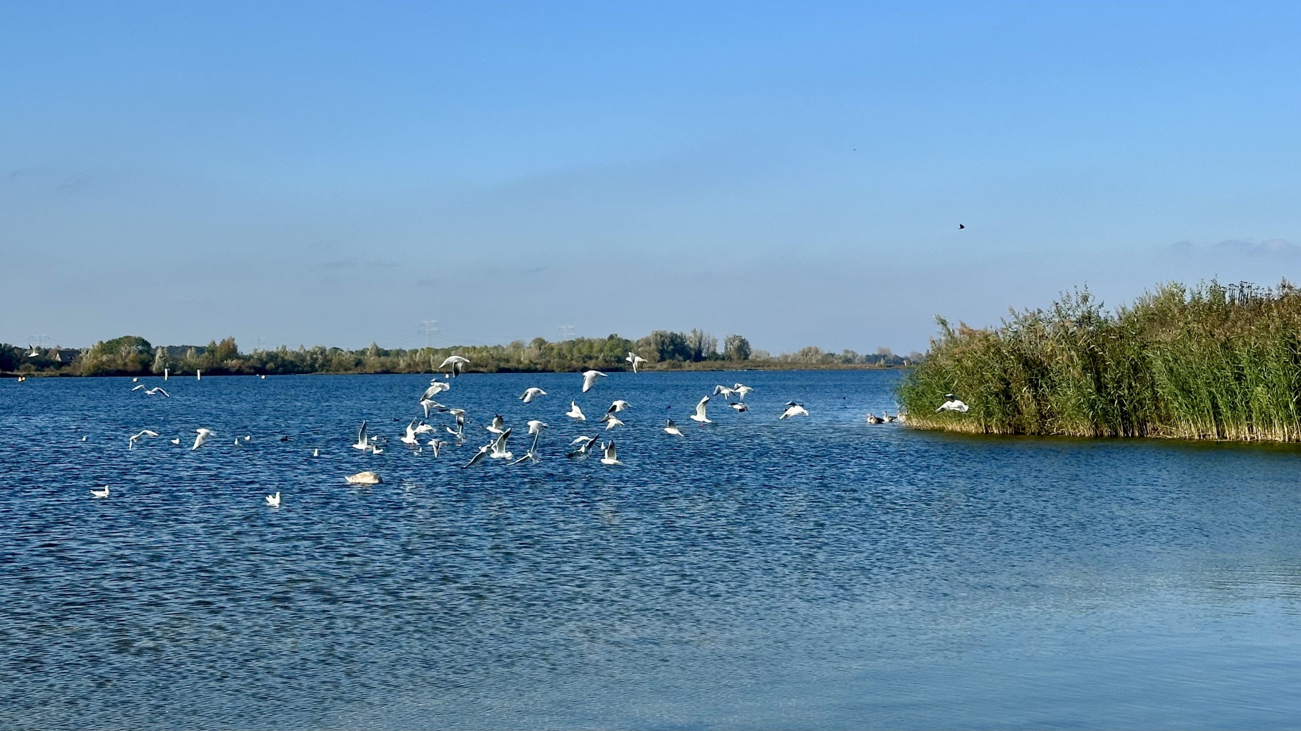 Kraaijenbergse plassen